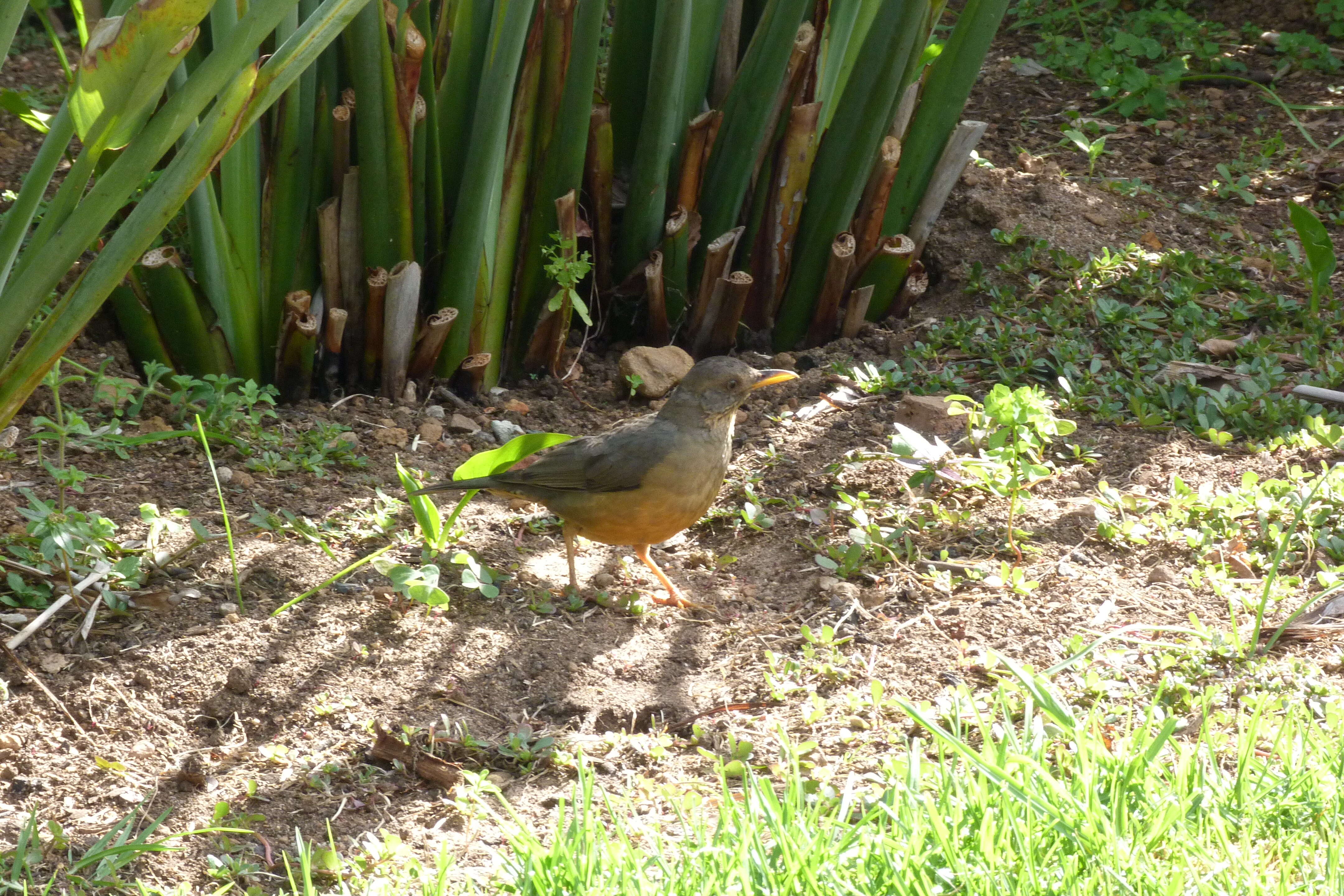 Image of Olive Thrush