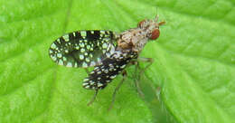 Image of Trypetoptera punctulata (Scopoli 1763)