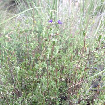 Image de Salvia thymoides Benth.