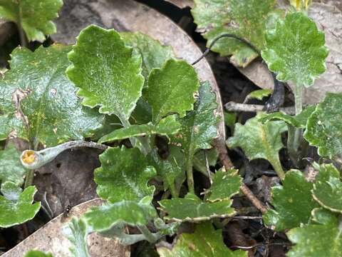 Image of Goodenia hederacea subsp. alpestris (K. Krause) R. Carolin