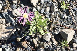 Image of Morocco knapweed