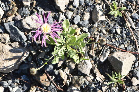 Plancia ëd Volutaria muricata (L.) Maire