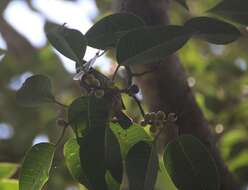 Image of Ficus amplissima Sm.