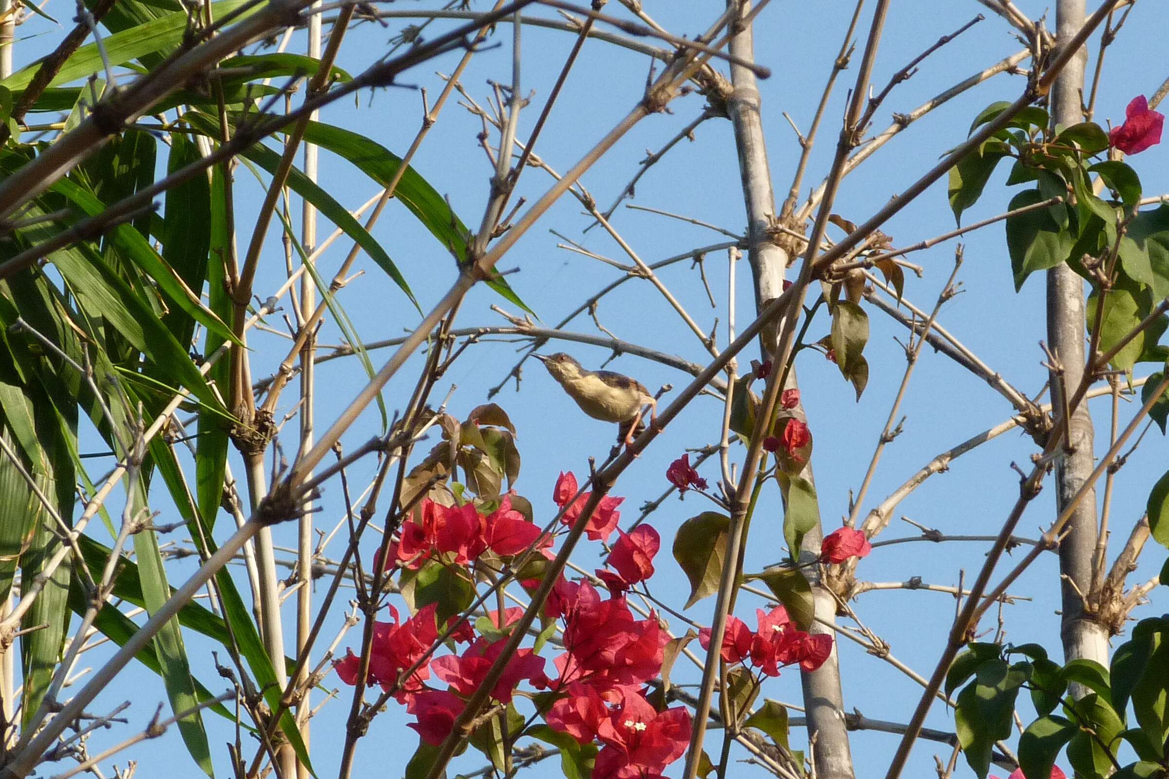 Image of Ashy Prinia