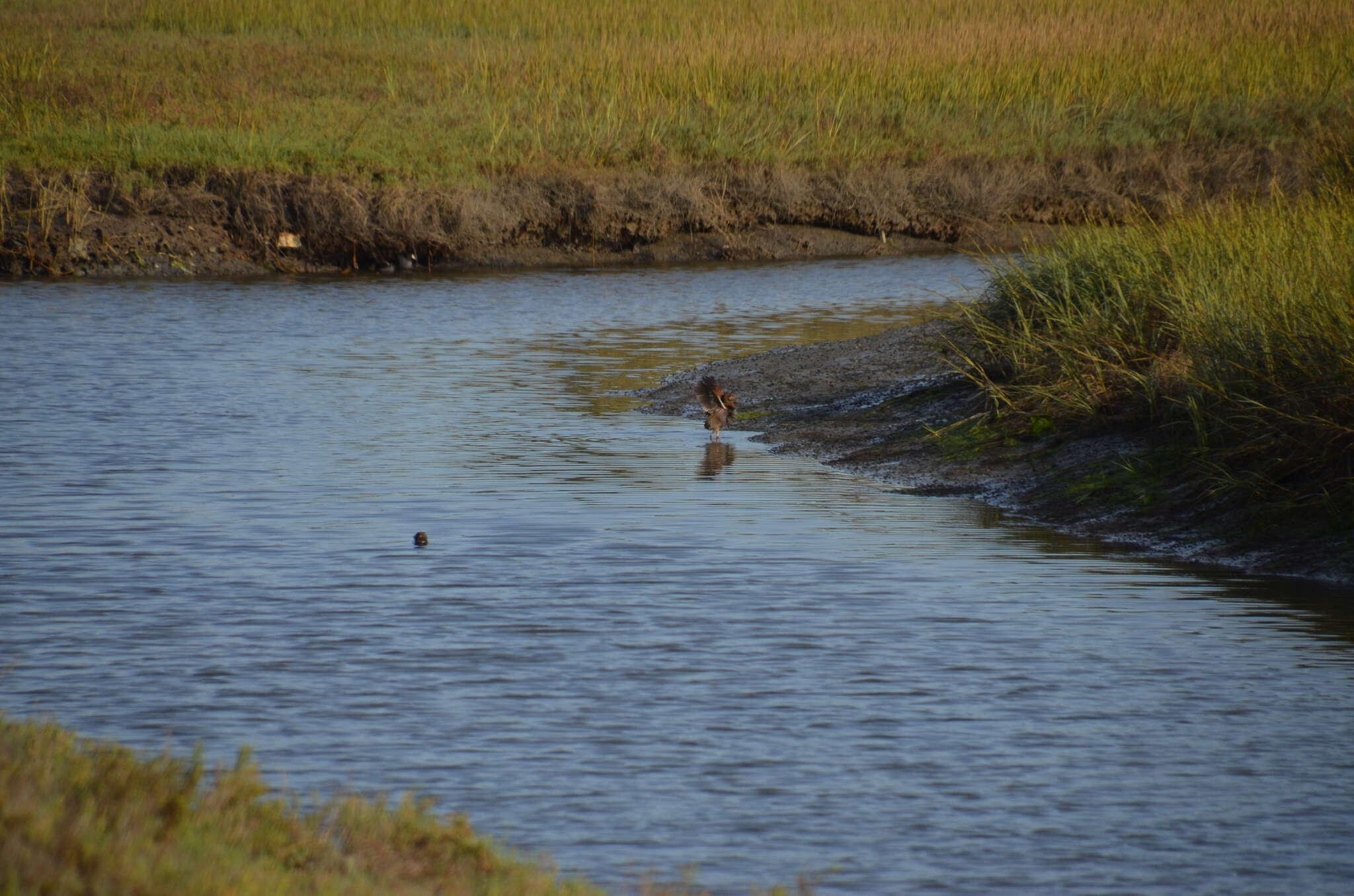 Image of Ridgway's Rail