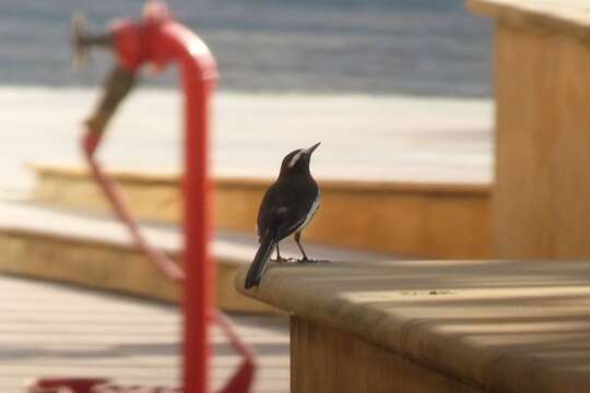 Image of White-browed Wagtail