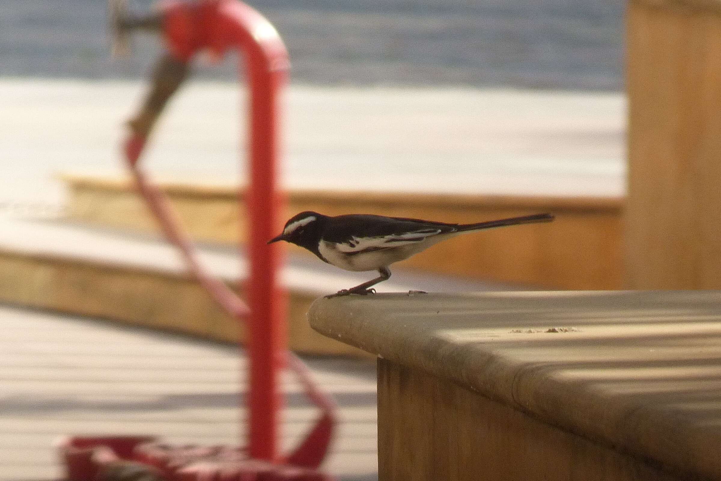 Image of White-browed Wagtail