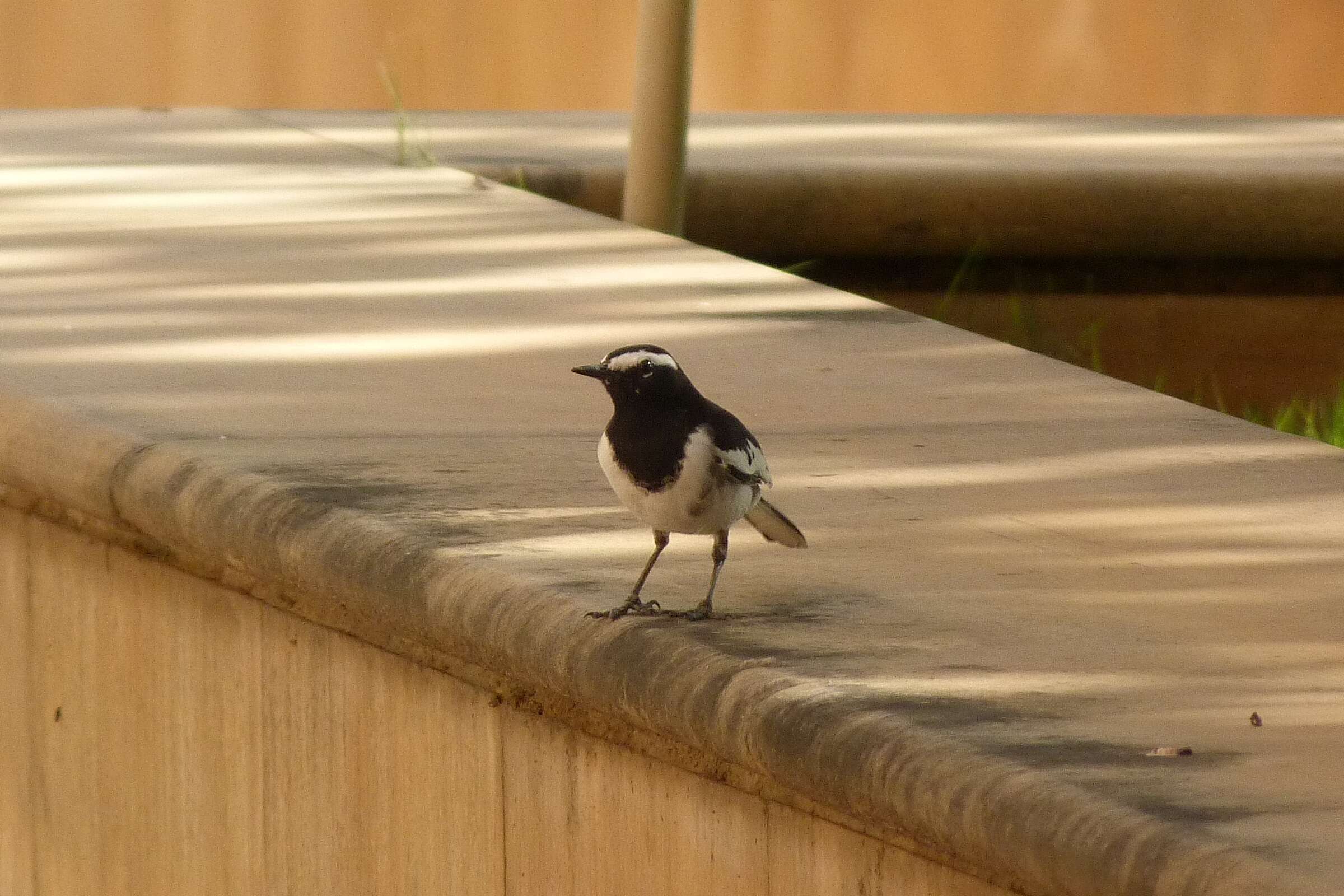 Image of White-browed Wagtail