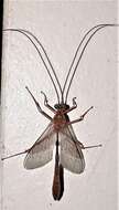 Image of Enicospilus coarctatus (Brulle 1846)