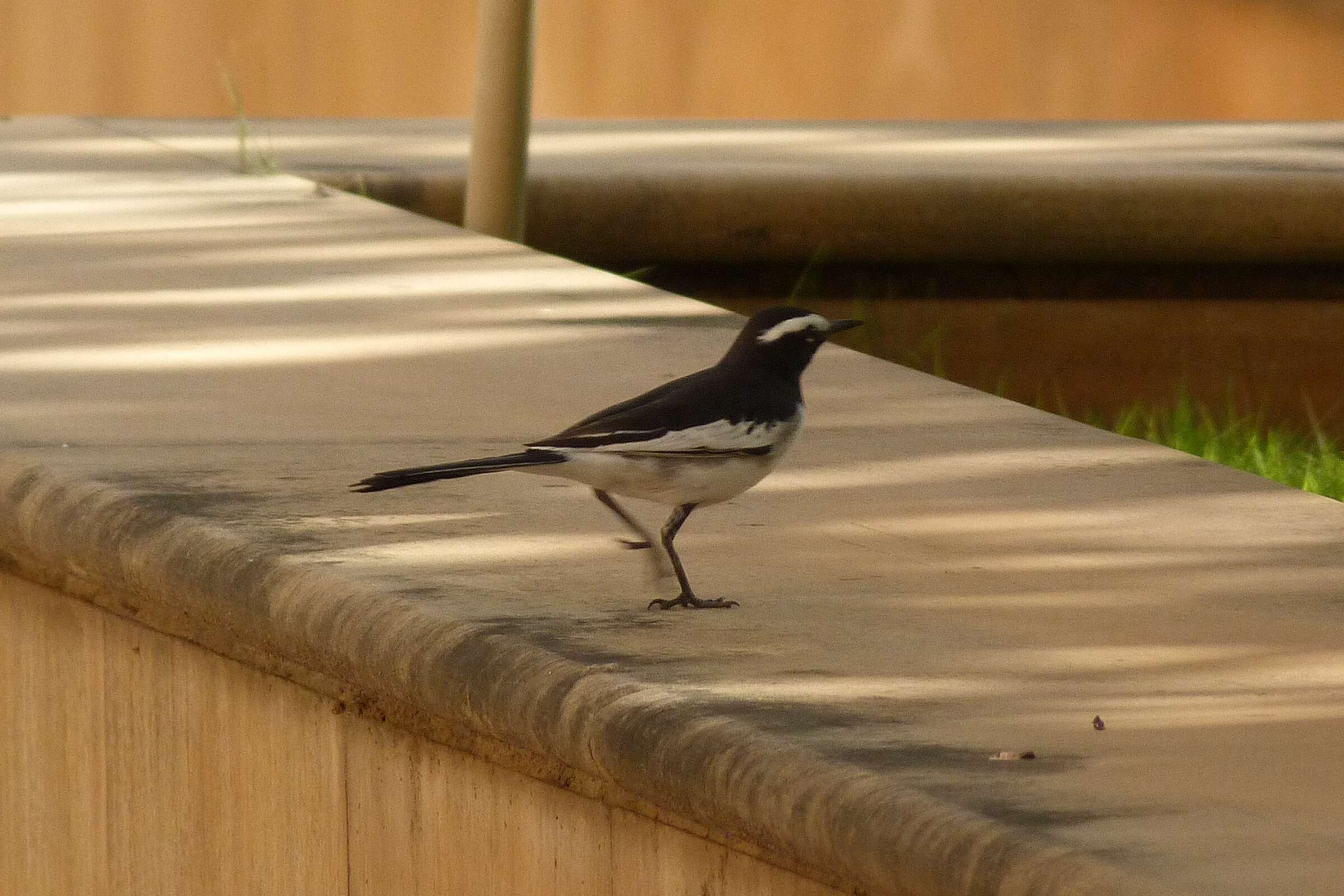 Image of White-browed Wagtail