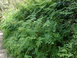 Image of Fendler's meadow-rue