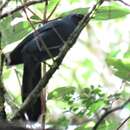 Image of Black-throated Jay