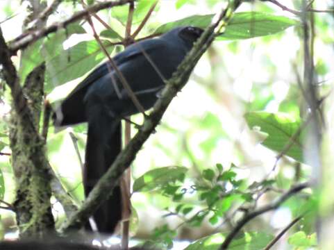 Image of Black-throated Jay