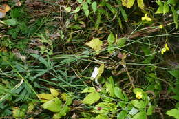 Image of common buttercup