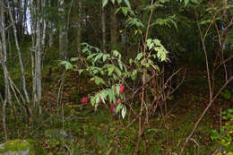 Image of Red-berried Elder