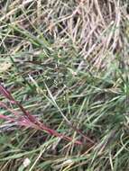 Image of creeping bentgrass