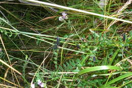 Image of bush vetch