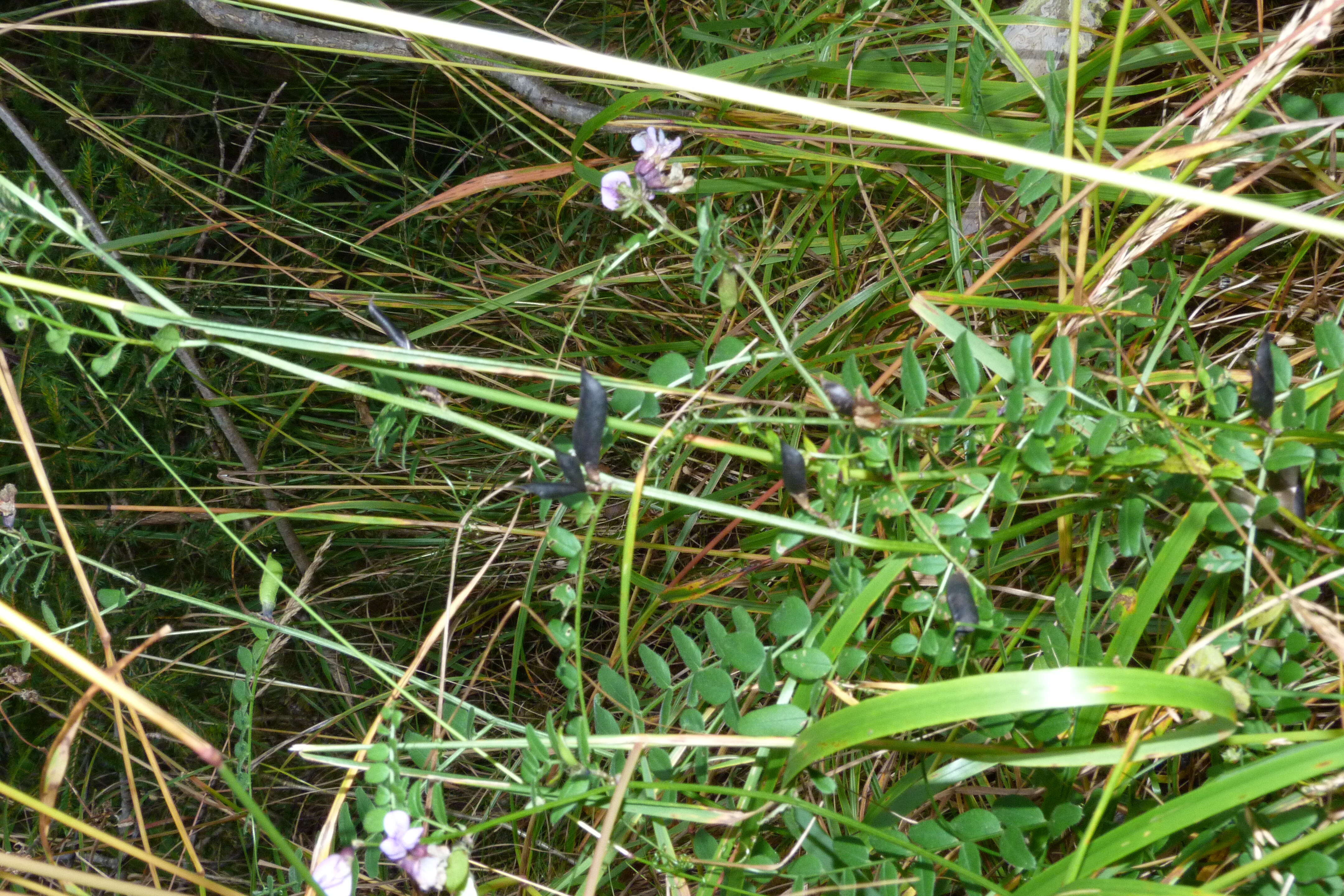 Image of bush vetch