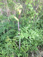 Image of purplestem angelica