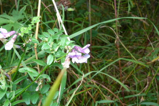 Image of bush vetch