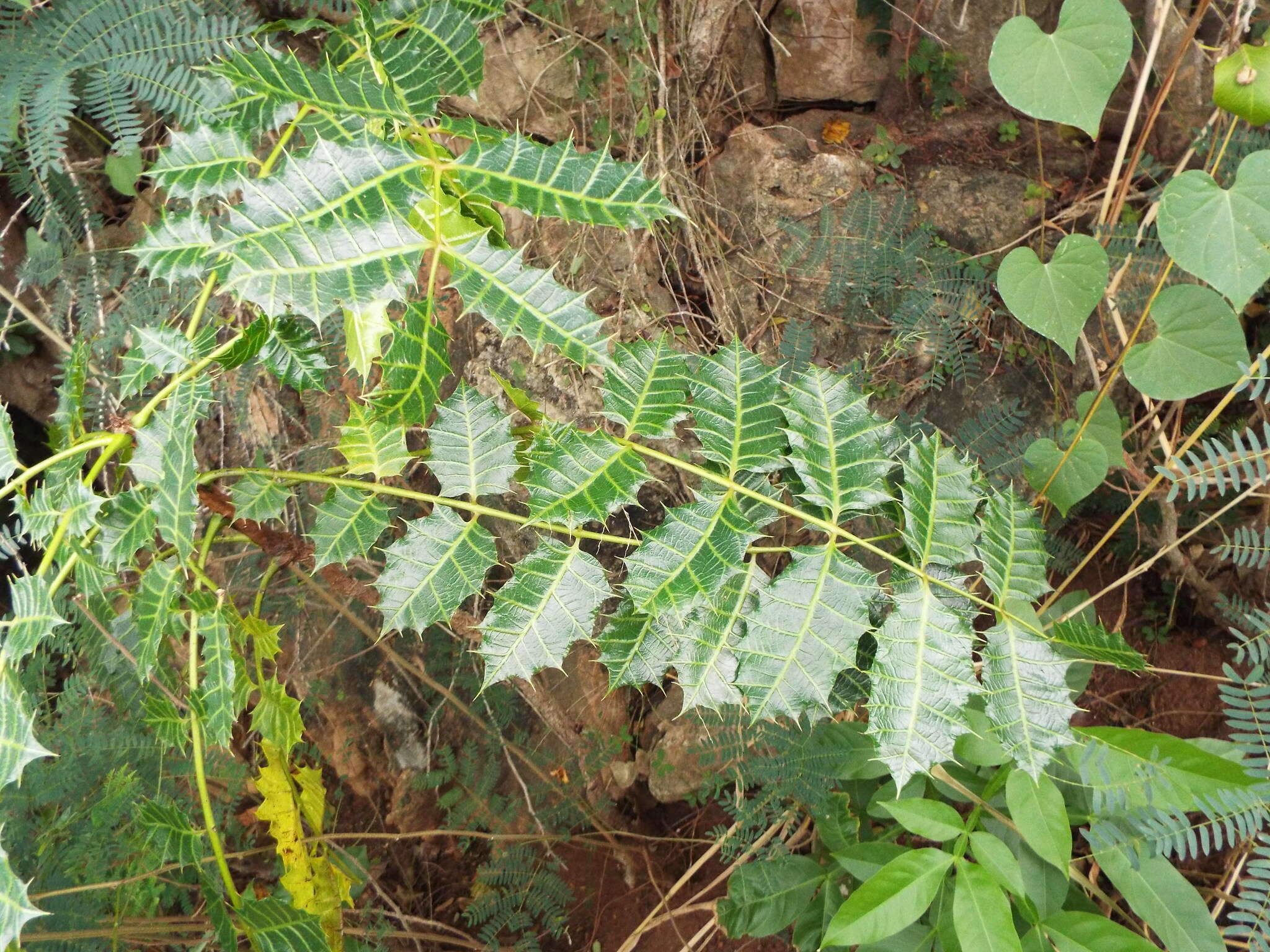 Image of Comocladia platyphylla A. Rich. ex Griseb.