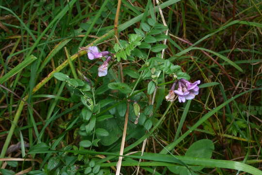 Image of bush vetch