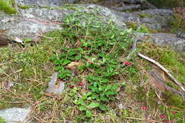 Image of lingonberry