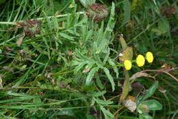 Image of common tansy