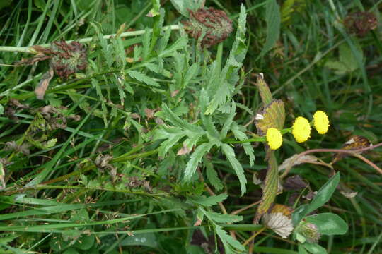 Image of common tansy