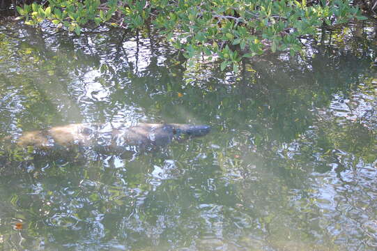 Image of Florida manatee
