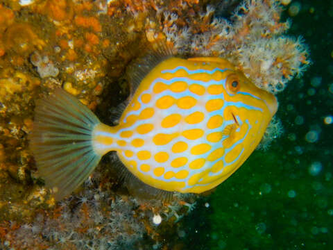 Image of Deep-bodied leatherjacket