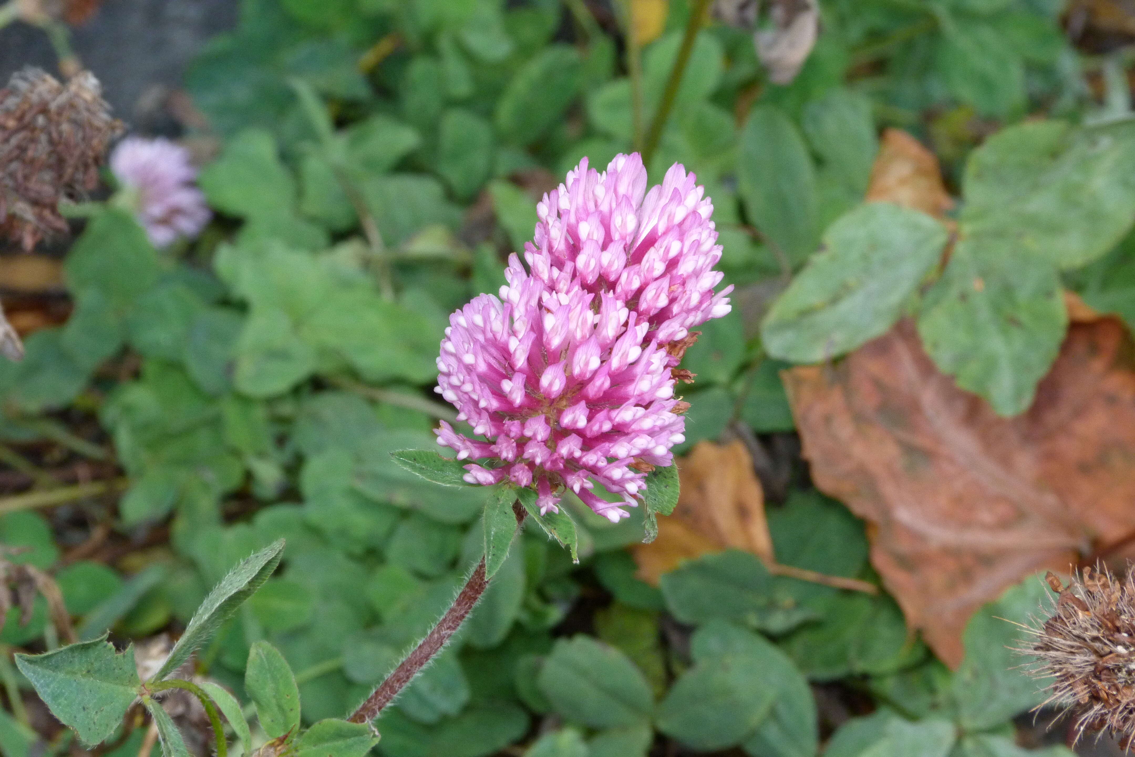 Image of Red Clover