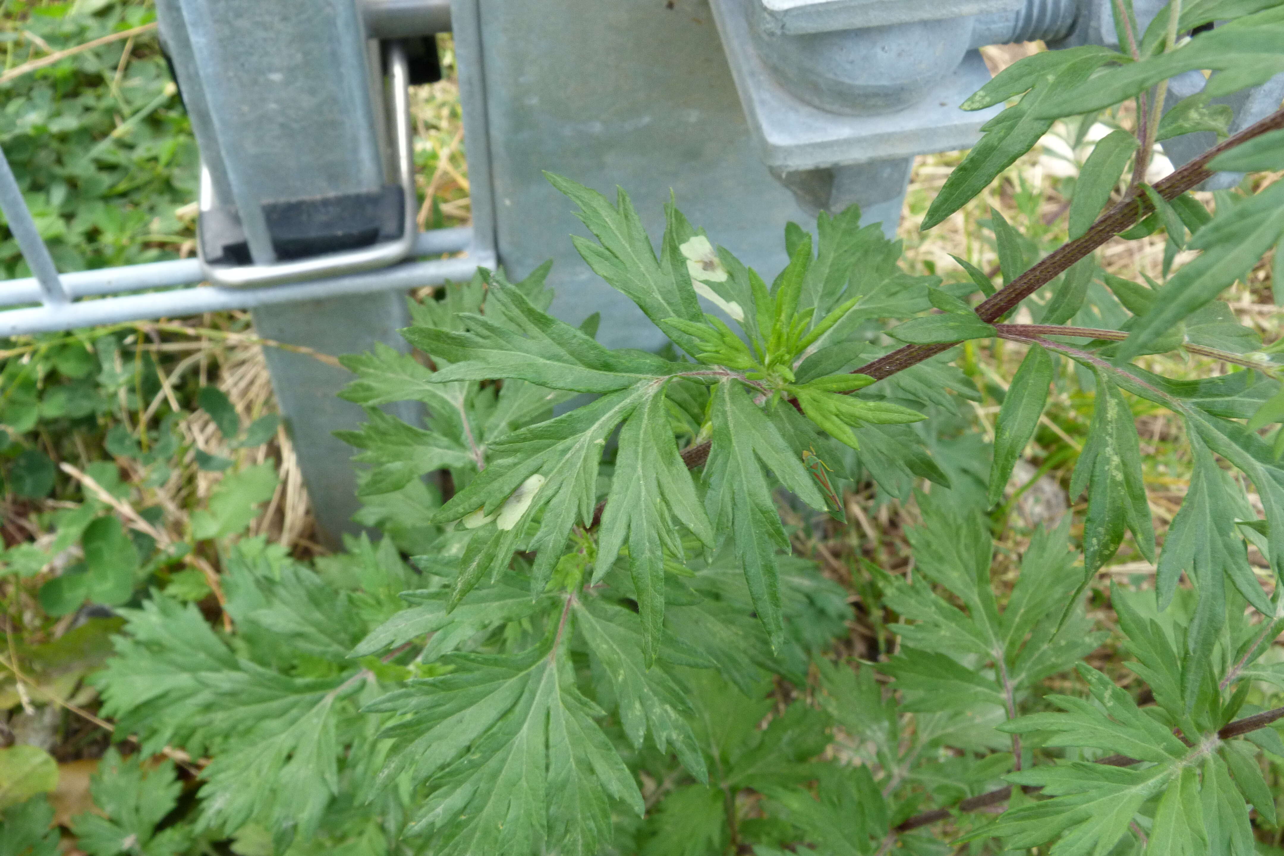 Image of common wormwood