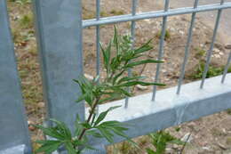 Image of common wormwood