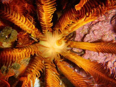 Image of elegant feather star