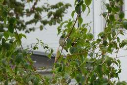 Image of Blackcap