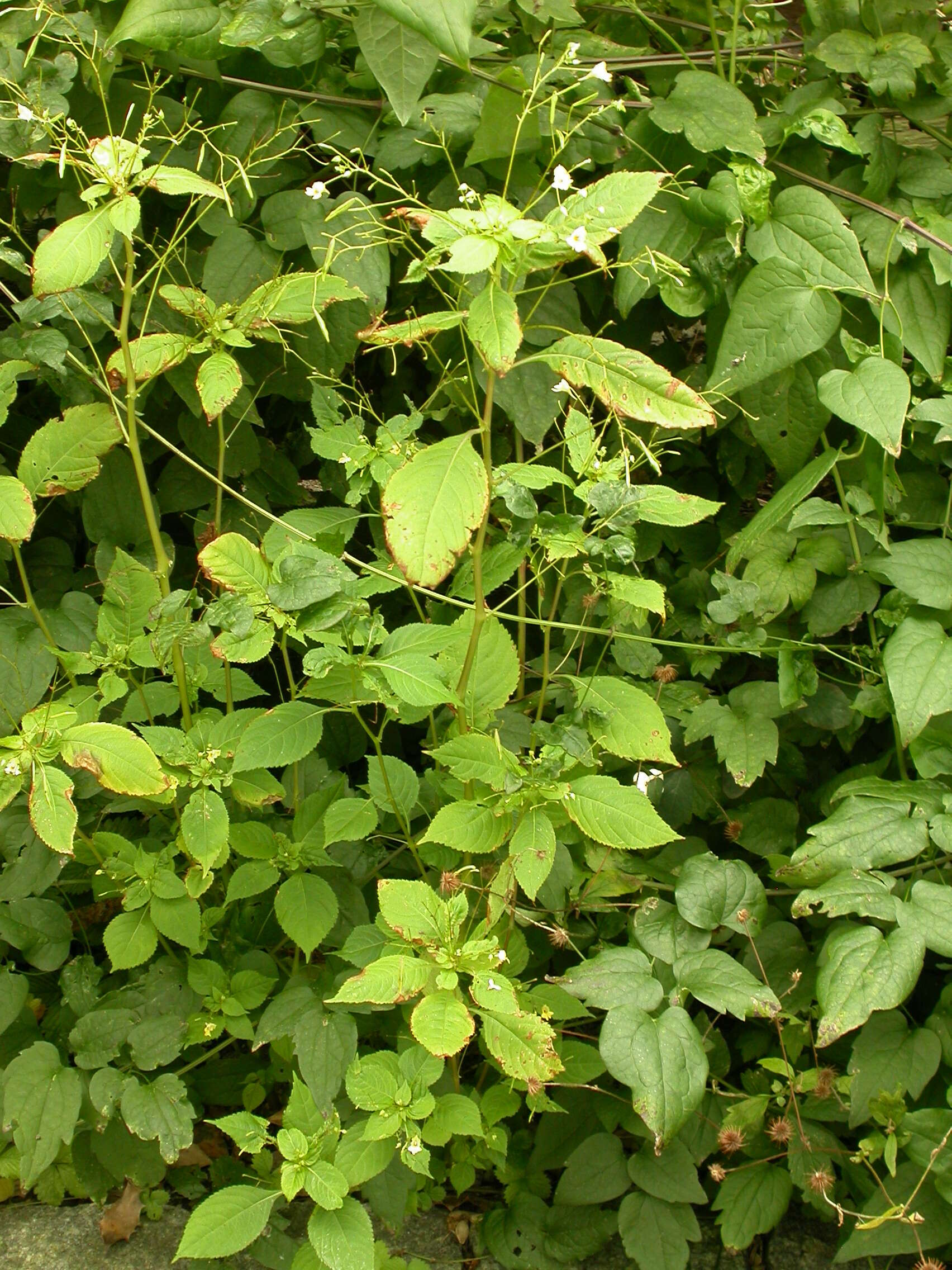 Image of small balsam