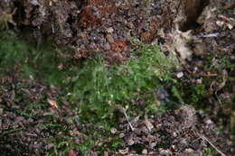 Image of Fabronia hampeana Sonder ex Hampe 1844