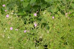 Слика од Epilobium hirsutum L.