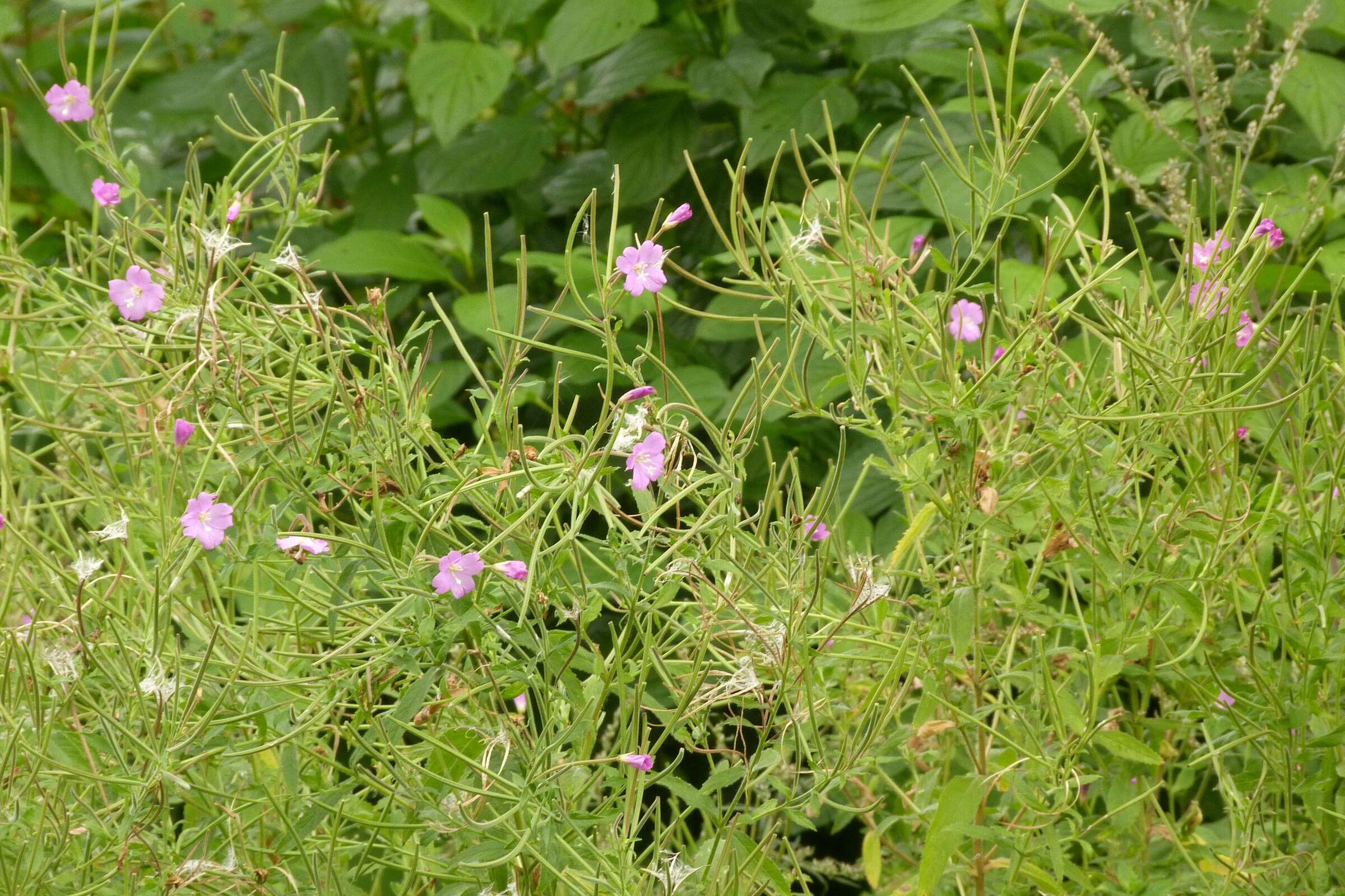 Слика од Epilobium hirsutum L.