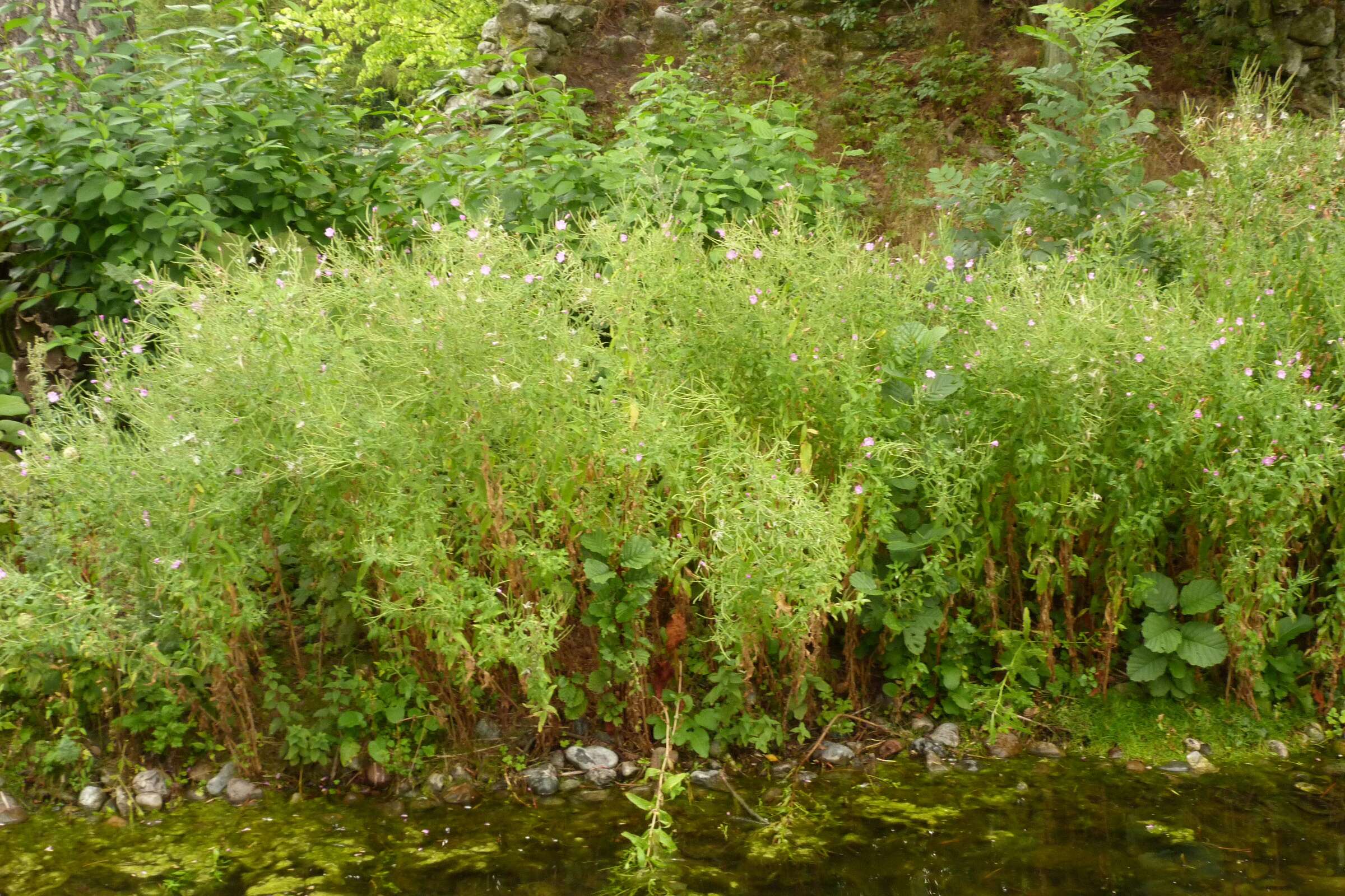 Image of Great Willowherb