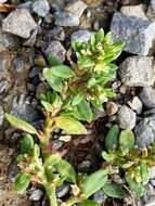 Polygonum arenastrum Boreau resmi