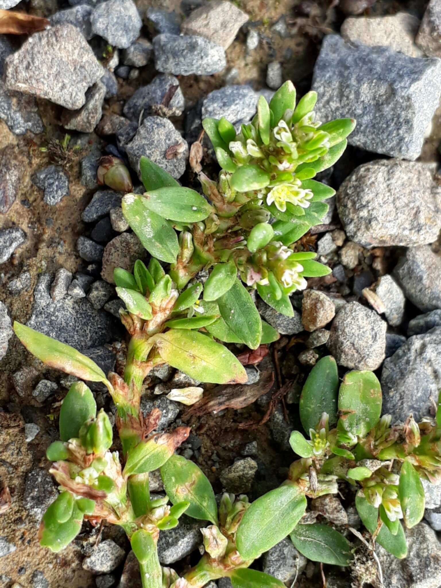 Polygonum arenastrum Boreau resmi