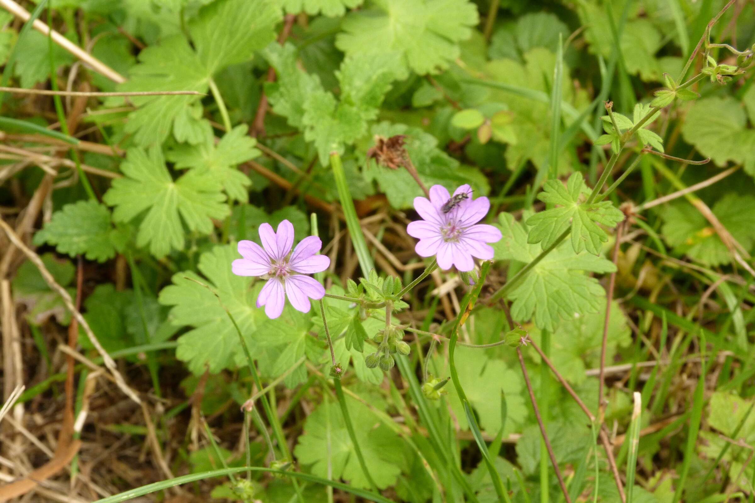 Imagem de Geranium molle L.