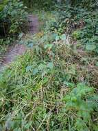 Image of broad-leaved meadow-grass