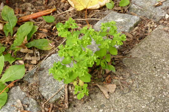 Image of cancer weed