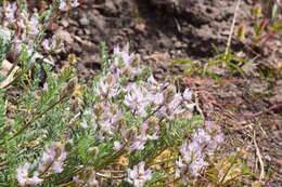 Image de Astragalus andersonii A. Gray