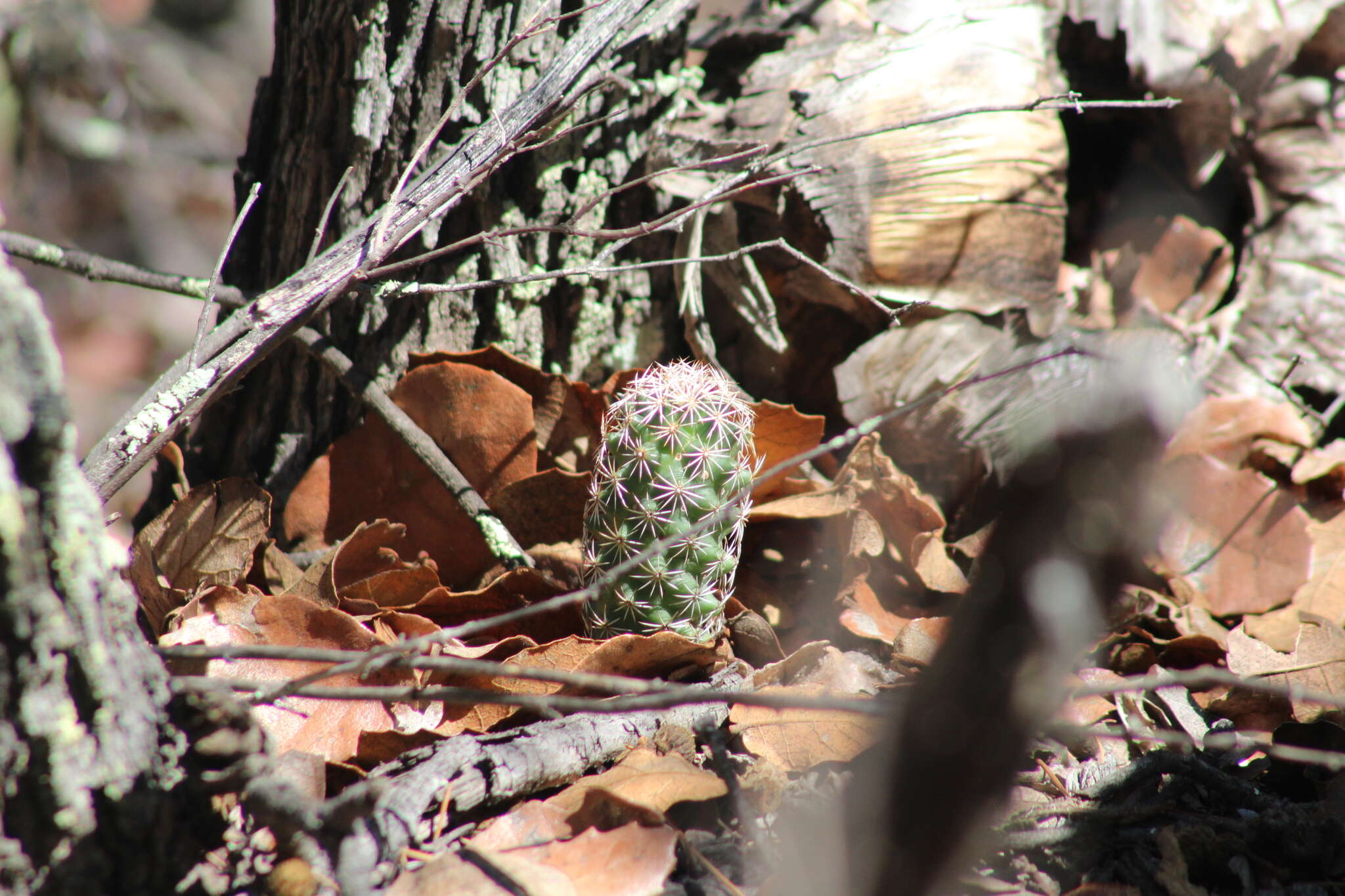 Image of Coryphantha clavata (Scheidw.) Backeb.