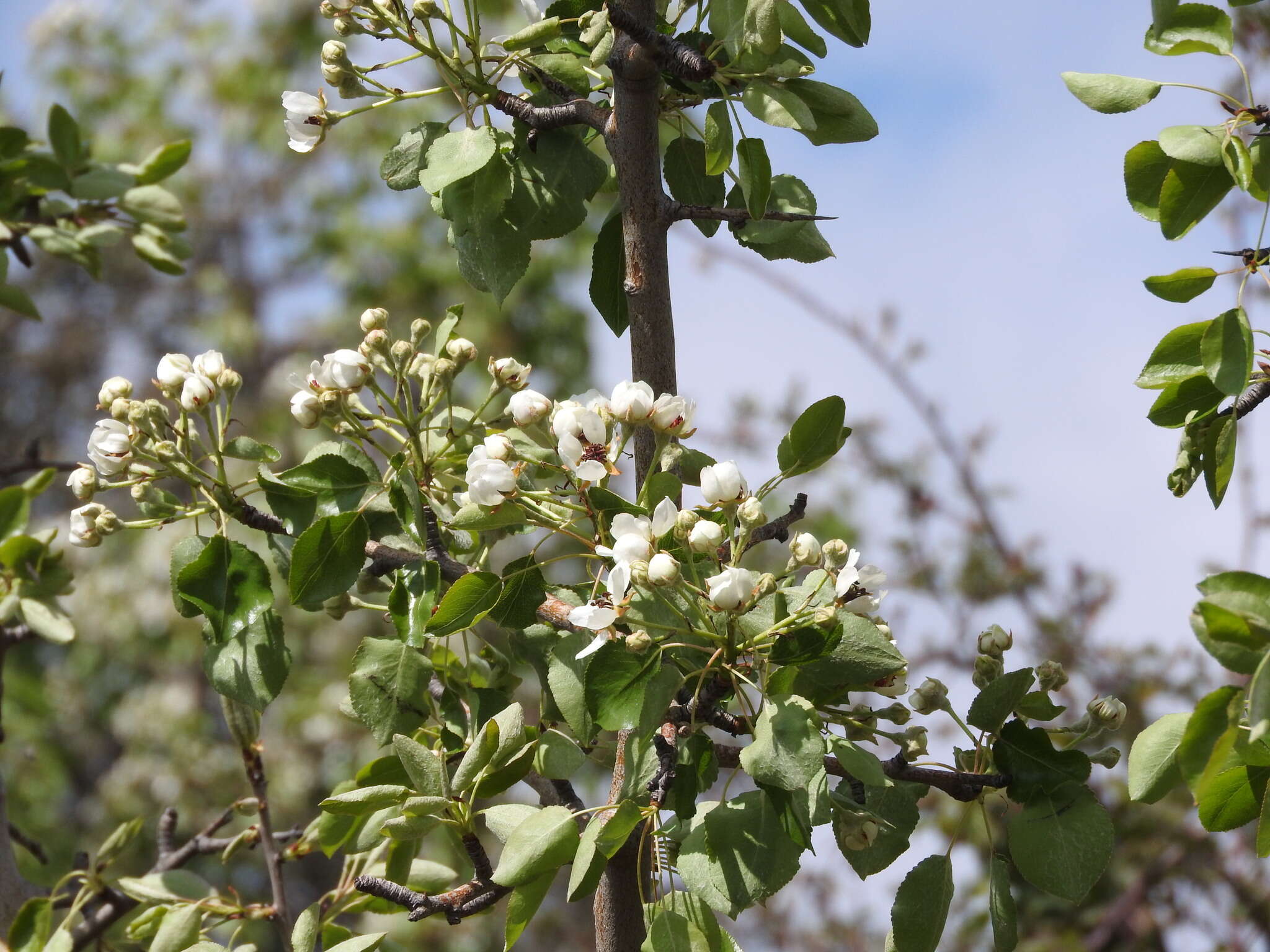 Plancia ëd Pyrus bourgaeana Decne