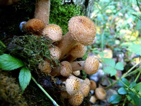 Image of Armillaria borealis Marxm. & Korhonen 1982